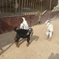 ۳ تا کهره شیری خوراک خور|حیوانات مزرعه|کازرون, |دیوار