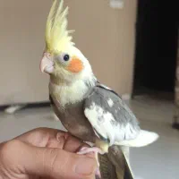 عروس هلندی|پرنده|شیراز, دلجو|دیوار