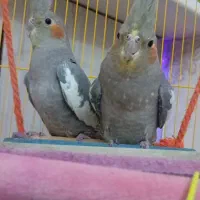 یه جفت عروس هلندی با قفس و لوازم|پرنده|فردیس, شهرک ارم|دیوار