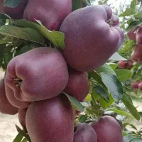 انواع نهال پایه بذری وپایه خارجی