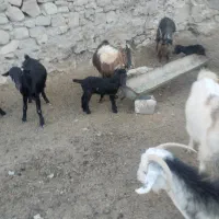 بز فروشی|حیوانات مزرعه|دهدشت, |دیوار