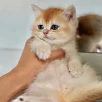 جوجه گربه