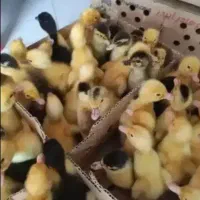 جوجه اردک پکنی