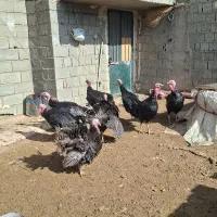 بوقلمون برنز|حیوانات مزرعه|سقز, |دیوار