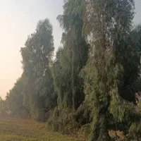 کارگربرشکارچوب  اوکلاتوس درنهالستان شرکت نوین چوب