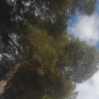 باغ-پسته-در-ایلخچی