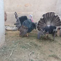 بوقلمون نر|حیوانات مزرعه|هامون, |دیوار