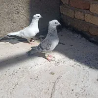 کفتر