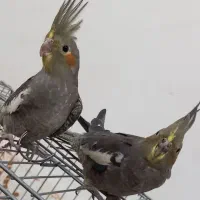 عروس هلندی سینامون