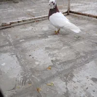 طوق سرخ خال سیاه