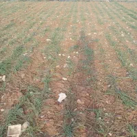 فروش-زمین-زعفران