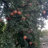 فروش باغ انار|خدمات باغبانی و درختکاری|کوهدشت, |دیوار