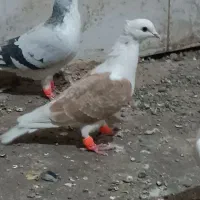 کفتر|پرنده|نصر آباد, |دیوار