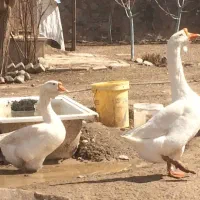 تخم نطفه دارقوغاز اصل لیندا