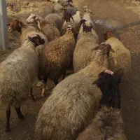 تعداد۱۹راس میش ابستن ،مالچه ،برای داشت|حیوانات مزرعه|سنندج, |دیوار