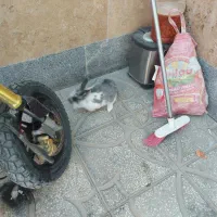 خرگوش نر|موش و خرگوش|اسفراین, |دیوار