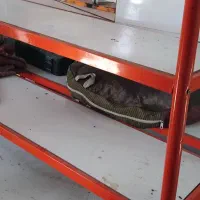 لوازم سوپرمارکت