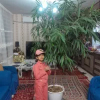 درختچه بنجامین آمستر سروزینتی|گل و گیاه طبیعی|گلبهار, شهر جدید گلبهار|دیوار