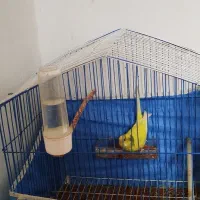 مرغ عشق ماده