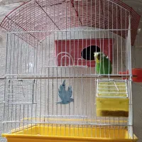 مرغ عشق باقفس|پرنده|پاکدشت, حصار امیر|دیوار