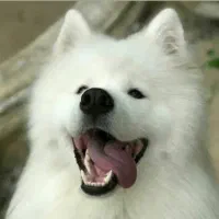 توله ساموویید