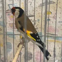 جوجه سهره نره قفسی و جوجه سهره گلبسر نر