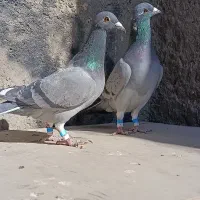 کبوتر المانی و کرمانی|پرنده|زاهدان, |دیوار