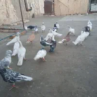 کبوتر کفتر پرشی|پرنده|مشهد, ملک‌آباد|دیوار