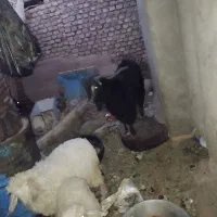 چبش