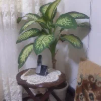 گل دیفن|گل و گیاه طبیعی|تویسرکان, |دیوار