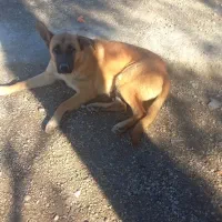 سگ گرگی سرابی یکساله