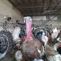 تخم نطفه دار بوقلمون از نژاد مرغ و خروس سنگین وزن