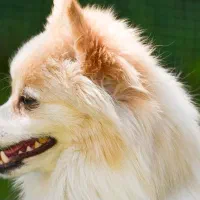 سگ پامرانین و شیتزو|سگ|قنوات, |دیوار