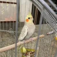 عروس هلندی ماده گل باقالی