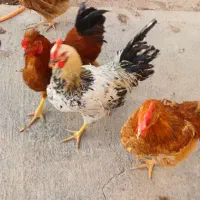 غاز اُردک خروس|حیوانات مزرعه|دشتابی, |دیوار