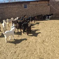 ۱۵راس بز و بزغاله