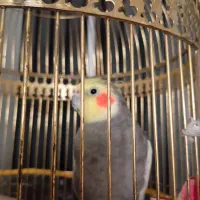 عروس هلندی سخنگو