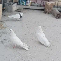 کبوتر