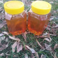 عسل کوهستان