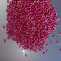 بذرگندم میهن