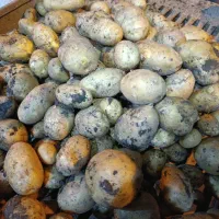 خرید وفروش سیب زمینی