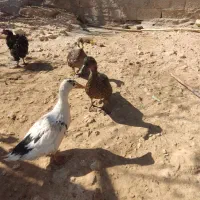 اردک|حیوانات مزرعه|گهواره, |دیوار