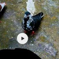 کبوتر کفتر     گمشده