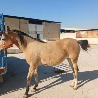 مادیون دره شوری مدرک دار