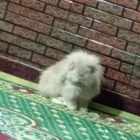 خرگوش لپی