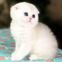 گربه اسکاتیش و بریتیش