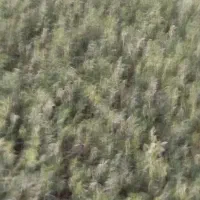 یونجه|خدمات باغبانی و درختکاری|خورموج, |دیوار