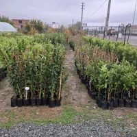 نهال مرکبات و سیاه ریشه موجود میباشد