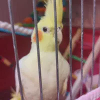 دو جفت عروس هلندی