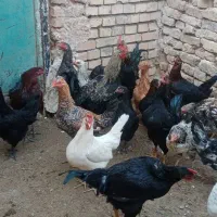 مرغ وخروس|حیوانات مزرعه|فریمان, |دیوار